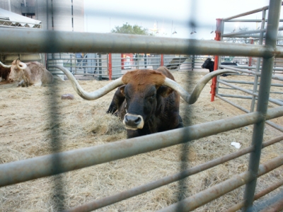 Houston Rodeo