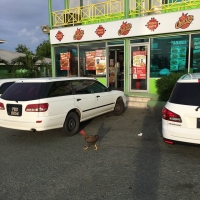 Why Did The Chicken Cross The Road?